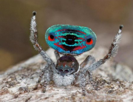 Олимпиус Инферно бабочка