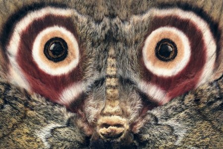 Павлиний паук (Maratus volans)