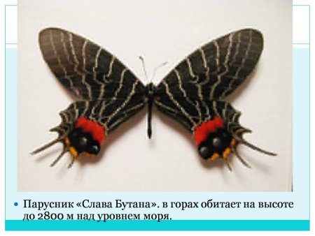 Паук смайлик