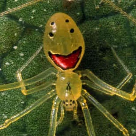 Мотылек Бражник мертвая голова