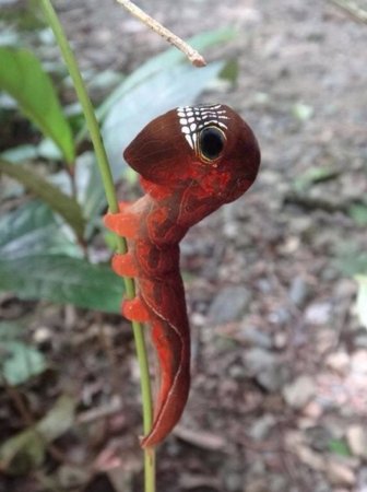 Радужный кузнечик Dactylotum bicolor