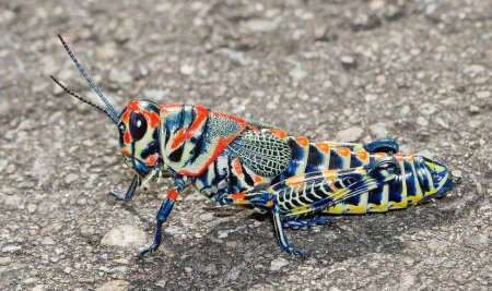 Мимикрия бабочек