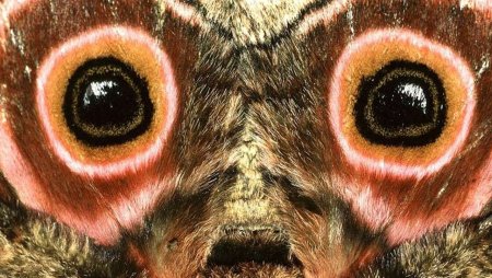 Phyllodes Imperialis бабочка