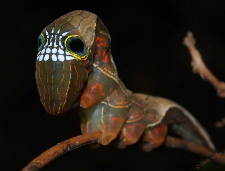 Papilio Troilus гусеница бабочка