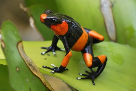 Богомол Мантис(бабочка)