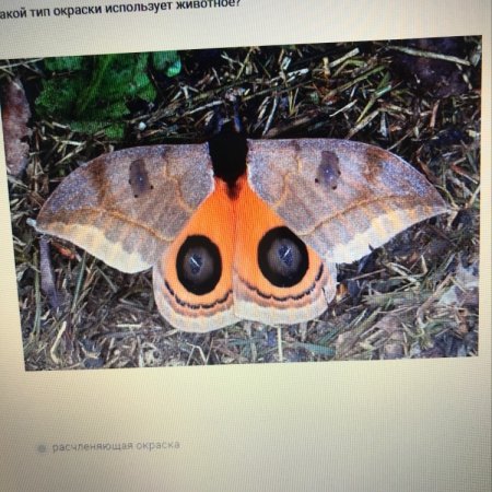 Гусеница бабочки Калиго