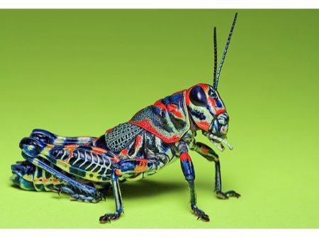 Перуанский павлиний кузнечик