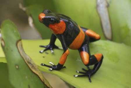 Spicebush Swallowtail гусеница