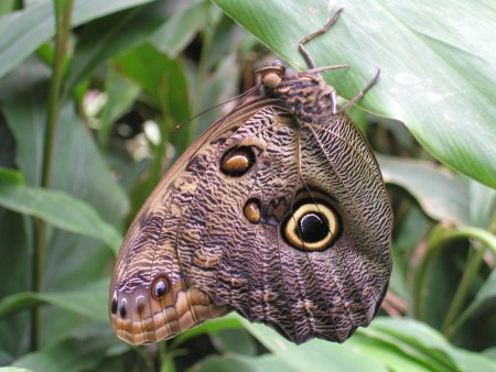 Сатурния automeris io