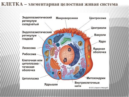 Схема строения животнойклетк