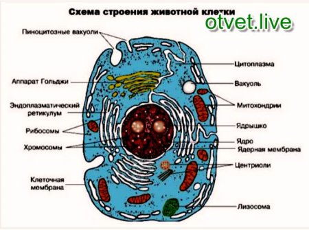 Строение клетки животных функции частей