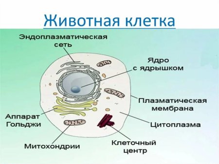 Клеточный центр цитоплазма митохондрии