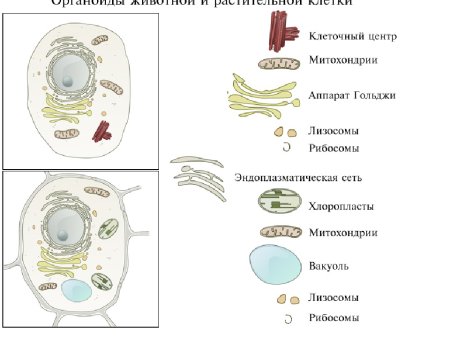 Схема строения животной и растительной клетки рисунок