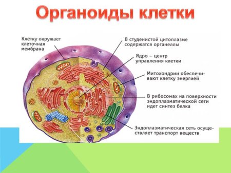 Схема строения животной клетки 9 класс биология