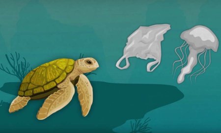 Охрана животных