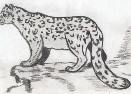 Рисунки исчезающих животных