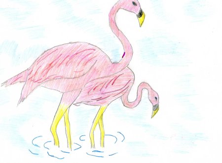 Рисунки животных из красной книги