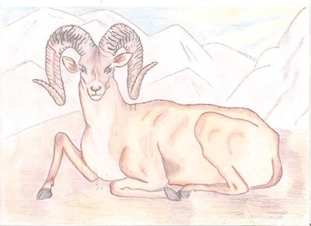 Алтайский горный баран раскраска