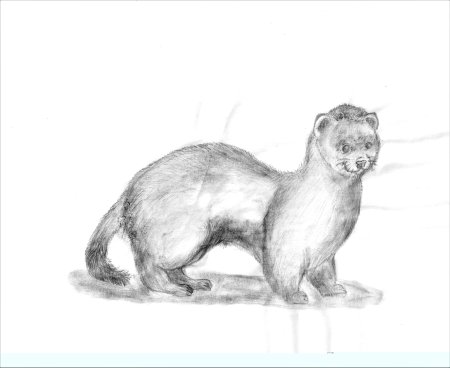 Амурский Степной хорь рисунок