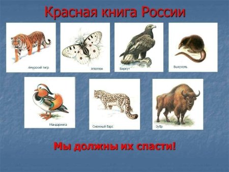 Какие животные и растения занесены в красную книгу России
