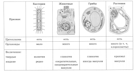 Строение животнойной клетки 7 класс биология