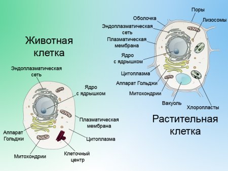 Строение растительной и животной клетки