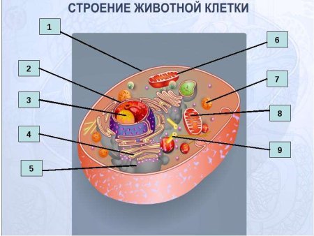 Растительная клетка рисунок с подписями органоидов