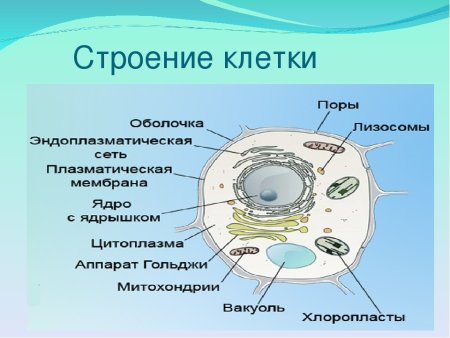 Схема строения животной и растительной клетки