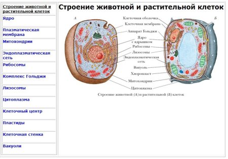 Схема строения животной и растительной клетки