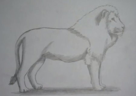 Анималистический Жанр карандашом