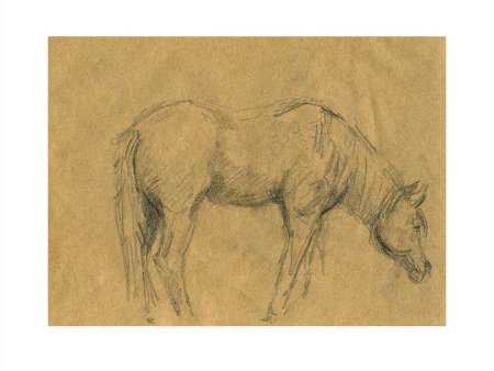 Набросок лошади Виктор Амбруш