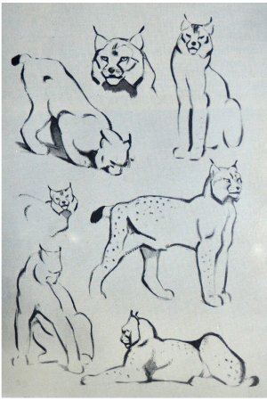 Василий Ватагин Наброски