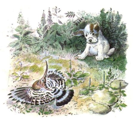 В. Бианки "первая охота"