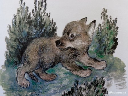 Евгений Чарушин Волчишко