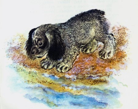 Е Чарушин как Томка научился плавать