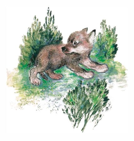 Чарушин Волчишко