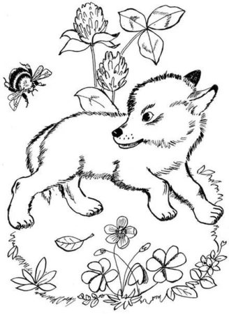 Чарушин Волчишко раскраска