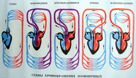 Строение кровеносной системы хордовых