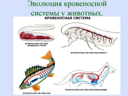 Эволюция кровеносной системы у животных 6 класс