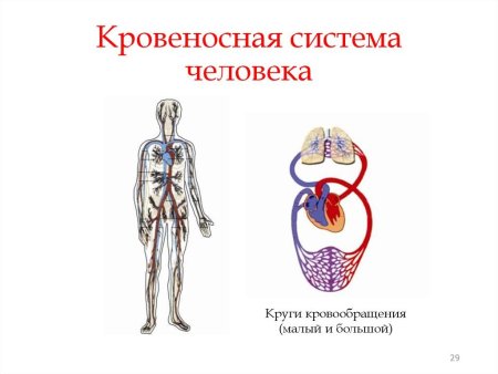 Строение кровеносной системы млекопитающих рисунок
