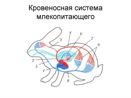 Кровеносная система животных