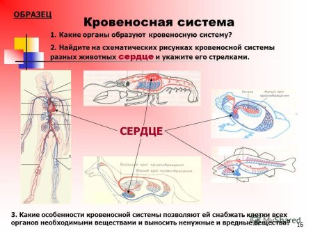 Строение кровеносной системы животных