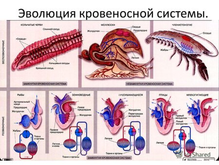 Строение кровеносной системы позвоночных животных