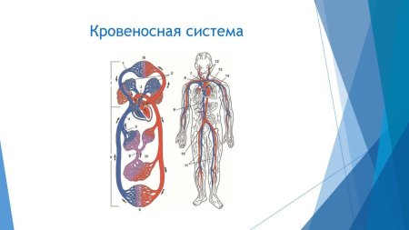 Схема строения кровеносной системы животных