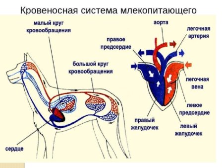 Кровеносная система собаки схема