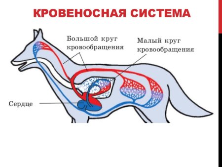 Круги кровообращения собаки