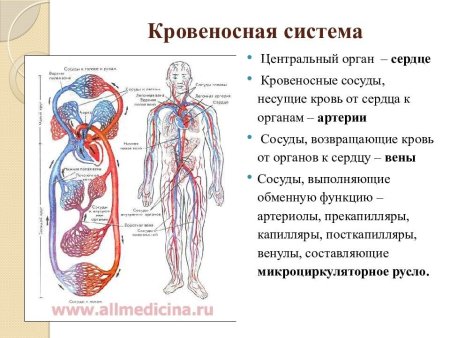 Строение кровеносной системы животных