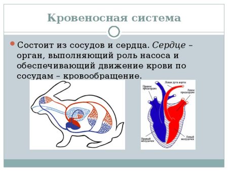 Кровеносная система млекопитающих схема биология 7 класс