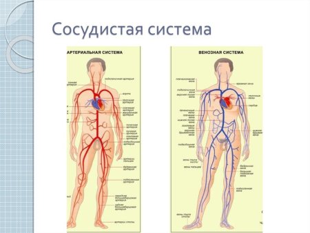 Круги кровообращения у земноводных и пресмыкающихся