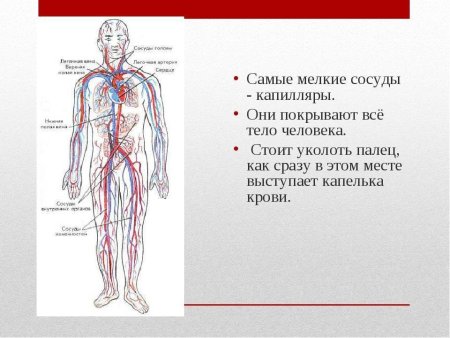 Типы строения кровеносной системы